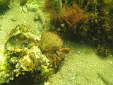 Coll NL 040